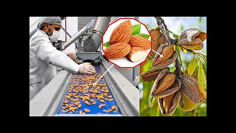 Massive Production of Almonds.