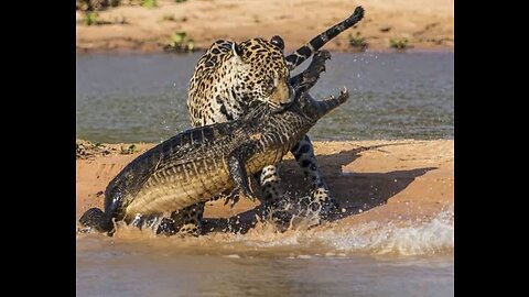 48 times the jaguar attacked the crocodile