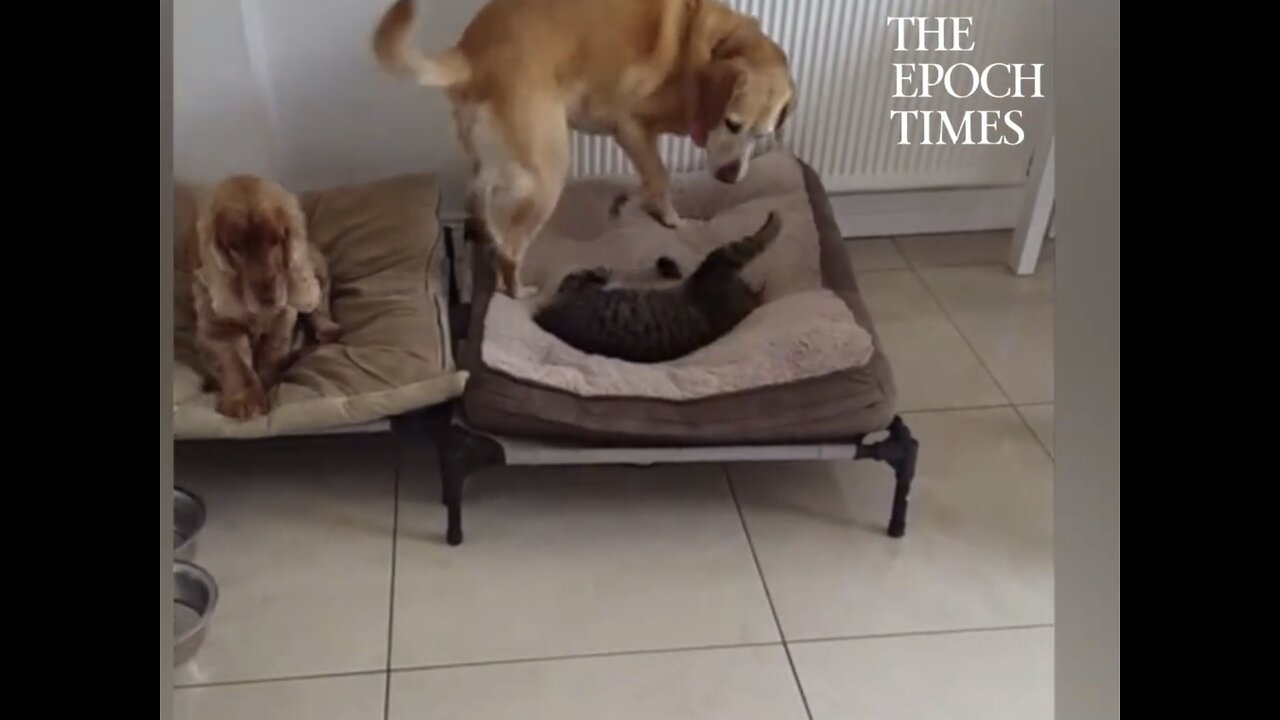 BATTLE BETWEEN AMAZING HOUSE PETS OVER A BED🛌🐕🥊🐈😂💫