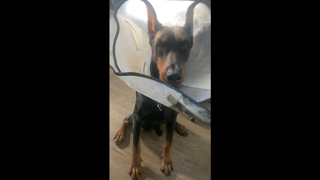 PingAn the Doberman wants his MyPillow