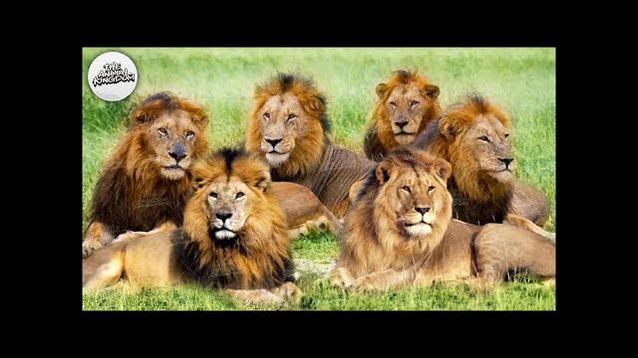 Many lions catch crocodiles #shorts 2022 # lion