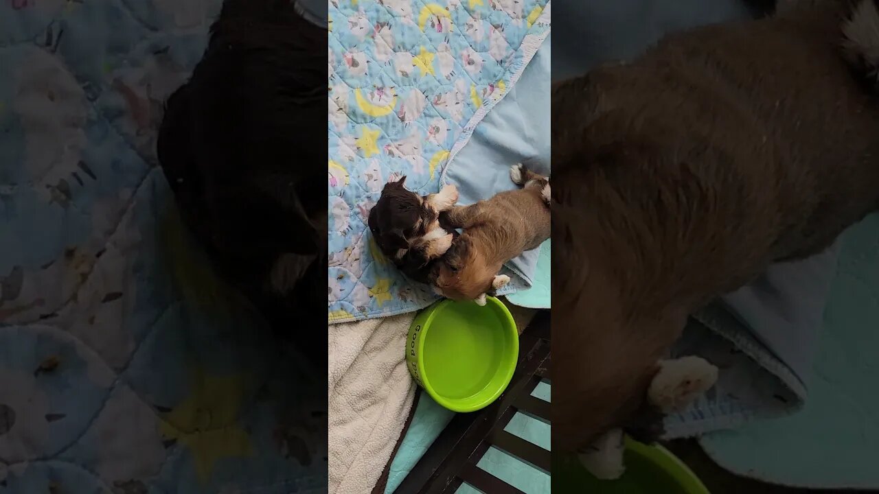 O litter... 4 weeks old today