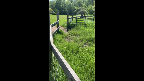 Waste deep grass