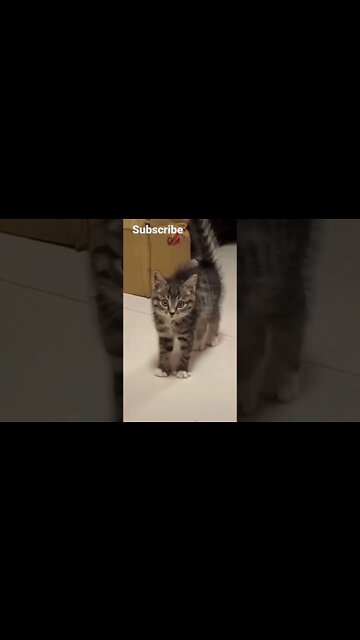 funny viral / funny cat