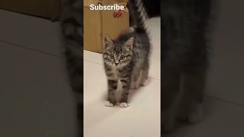 funny viral / funny cat