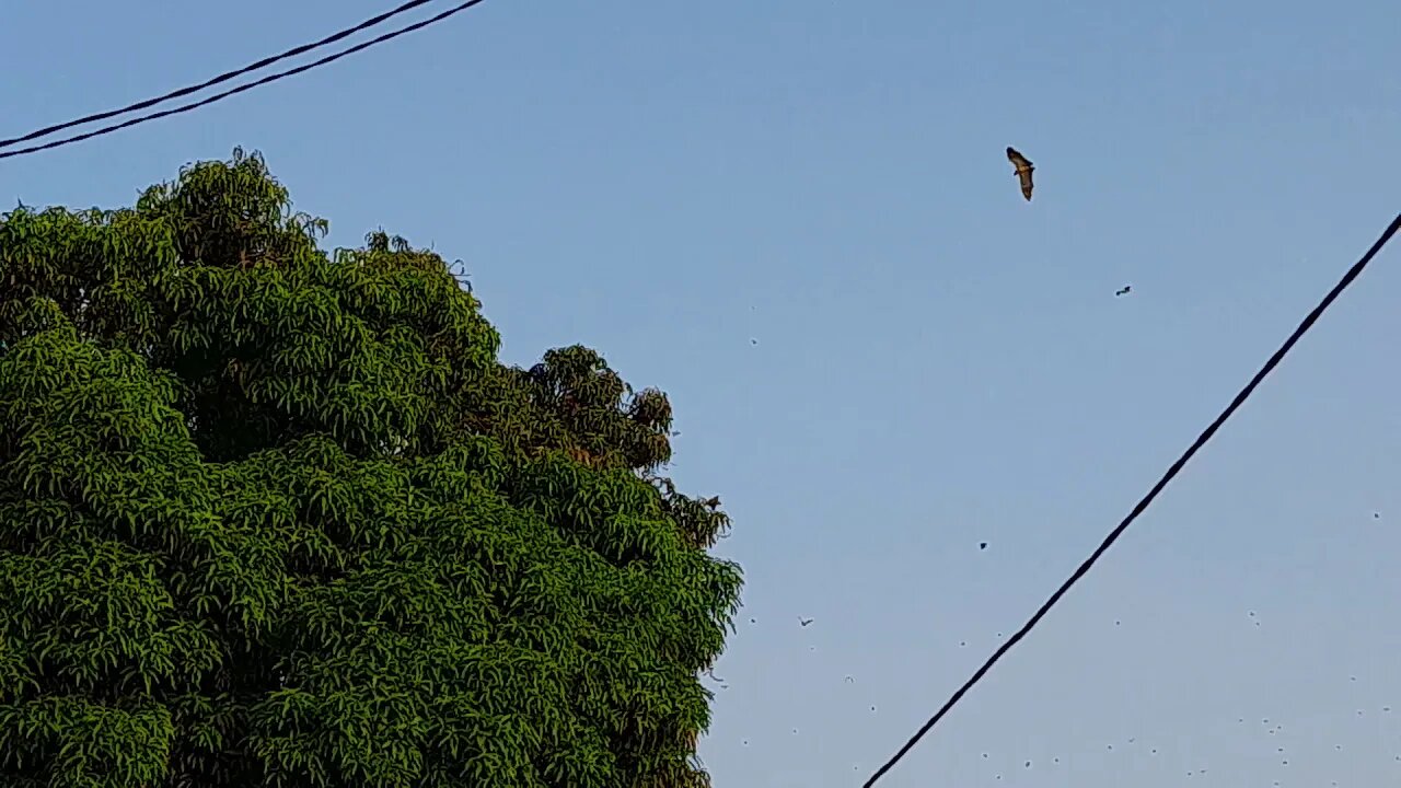 Bats as Big as Rats Atakpame, Togo