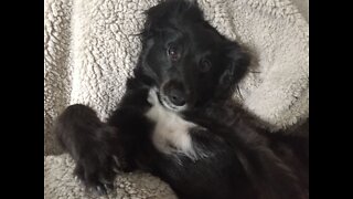 WATCH: Pack Leader Gets Treats For All