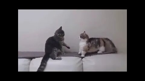 Sadness of short legs✨