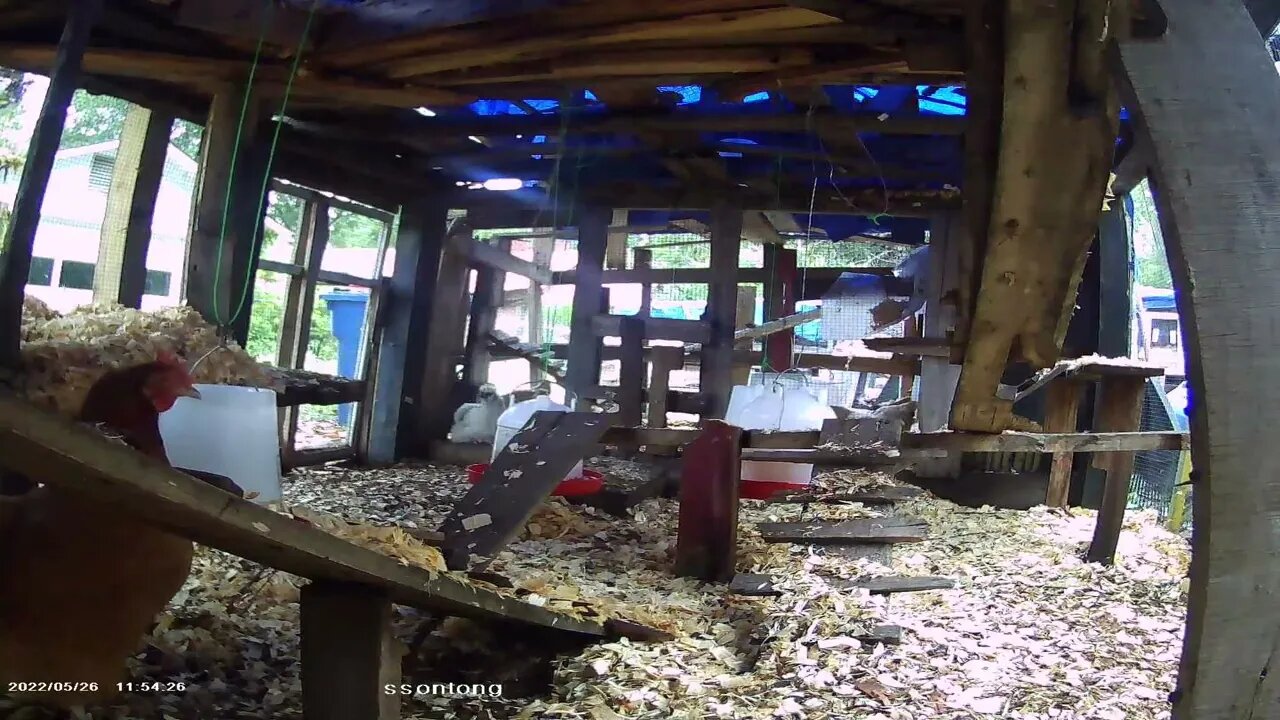 Chicken checking out the stairs into the Chicken Coup Headquarters