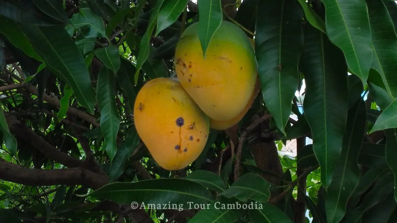 Tour Siem Reap 2022 Drone View #AmazingTourCambodia