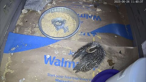 Baby Quail Livestream