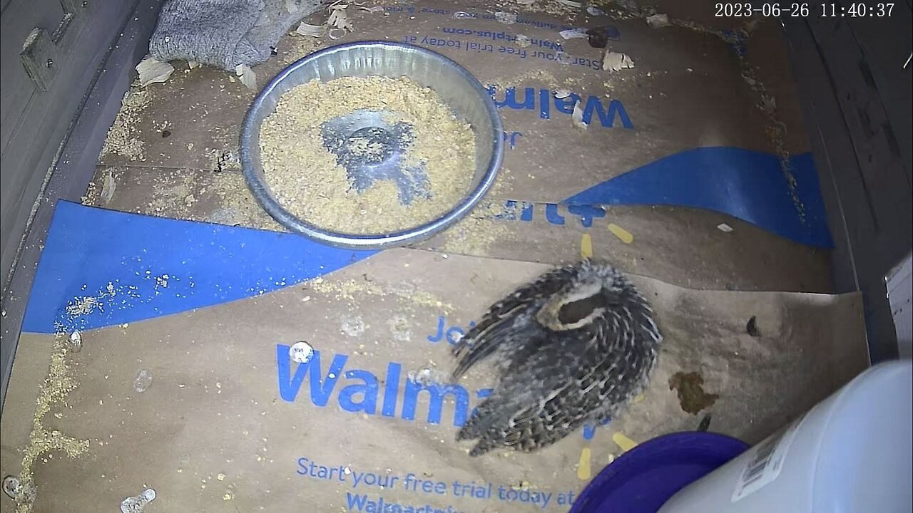 Baby Quail Livestream