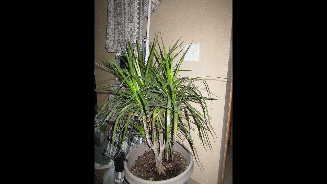 Slow Growing Dragon Tree Plant November 2022