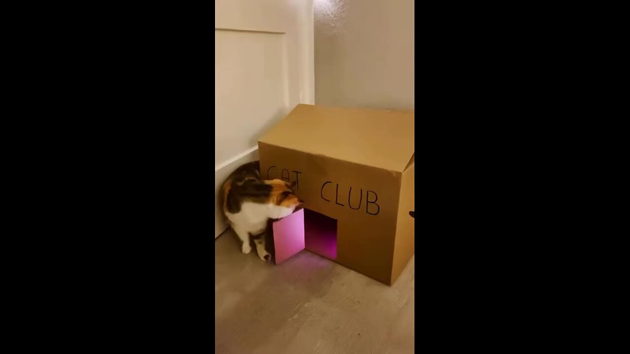 Cat Club