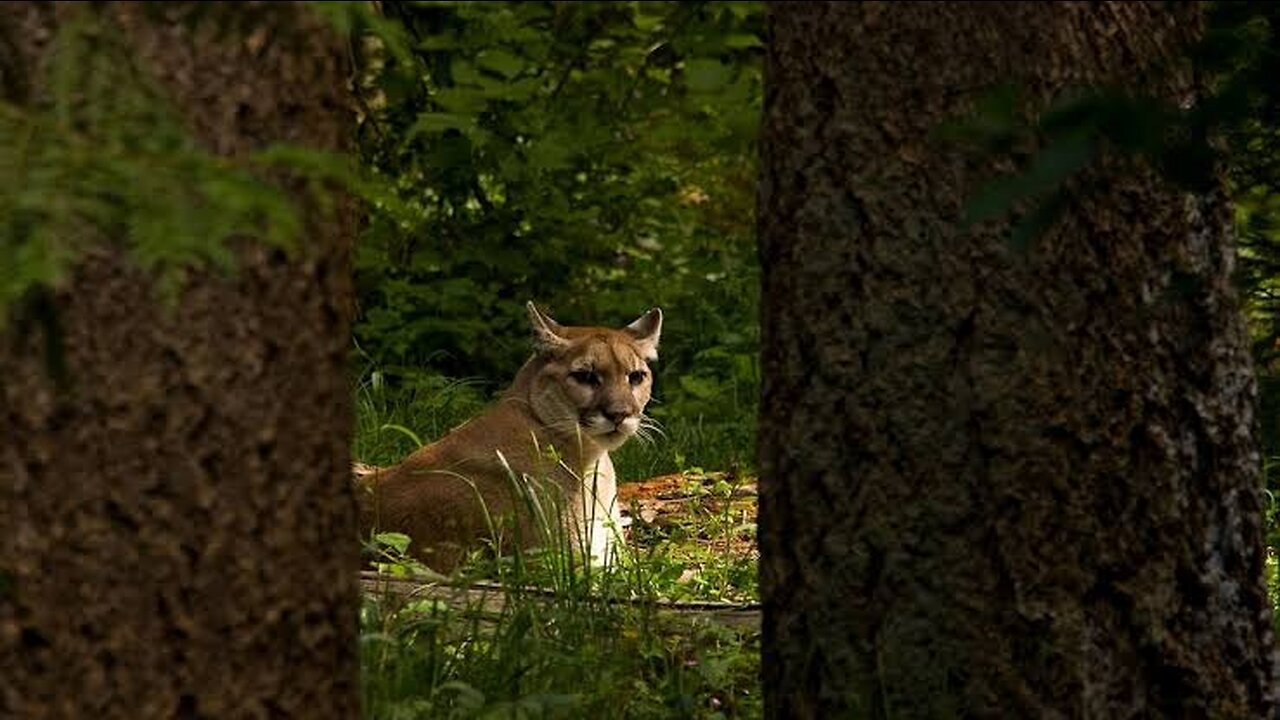 Cougars are ambushing and killing wolves—and no one knows why