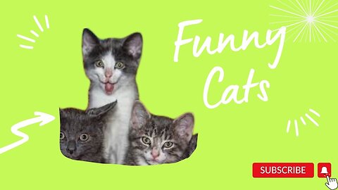 Animals Crazy Moments | Episode 047