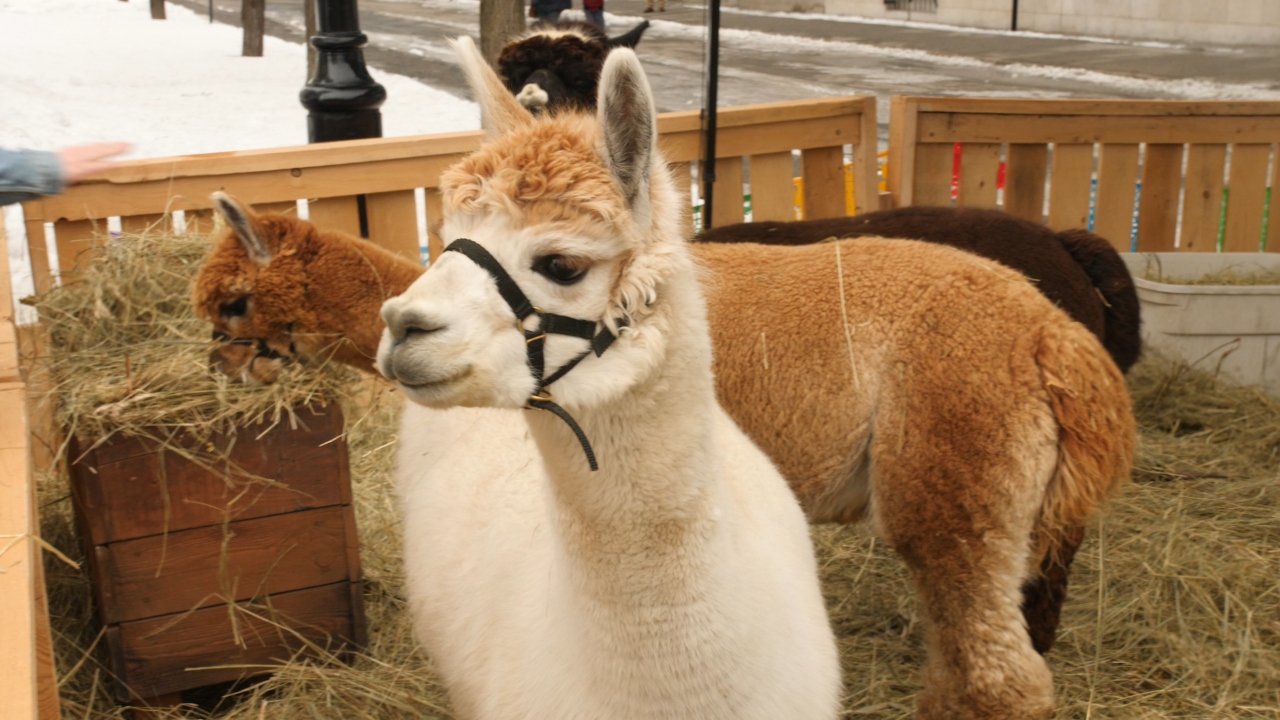 There Are Now Alpacas In The Montreal Old Port & You Can Visit Them All Week (Video)