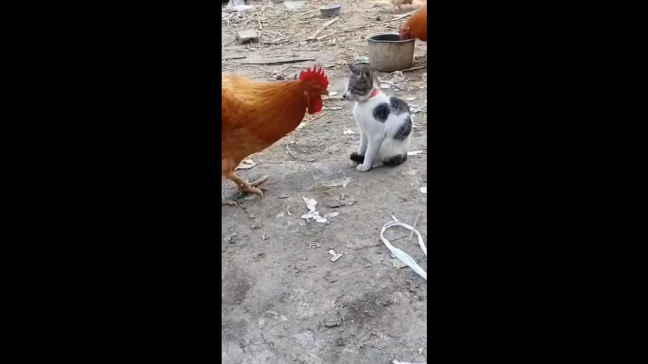 Cat vs chicken