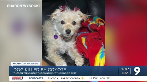 Tucson teens help pet owner after her dog was killed by a coyote