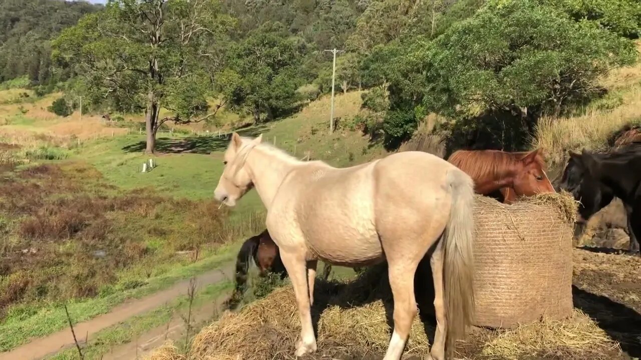 Horses that went missing return home!!!!!