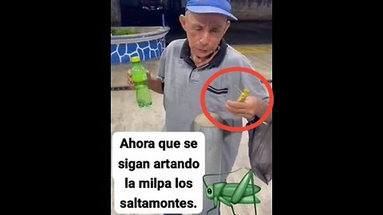 Bro eats massive grasshopper