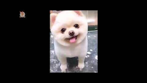 Cute Puppies You Wanna Watch Doing Funny Things