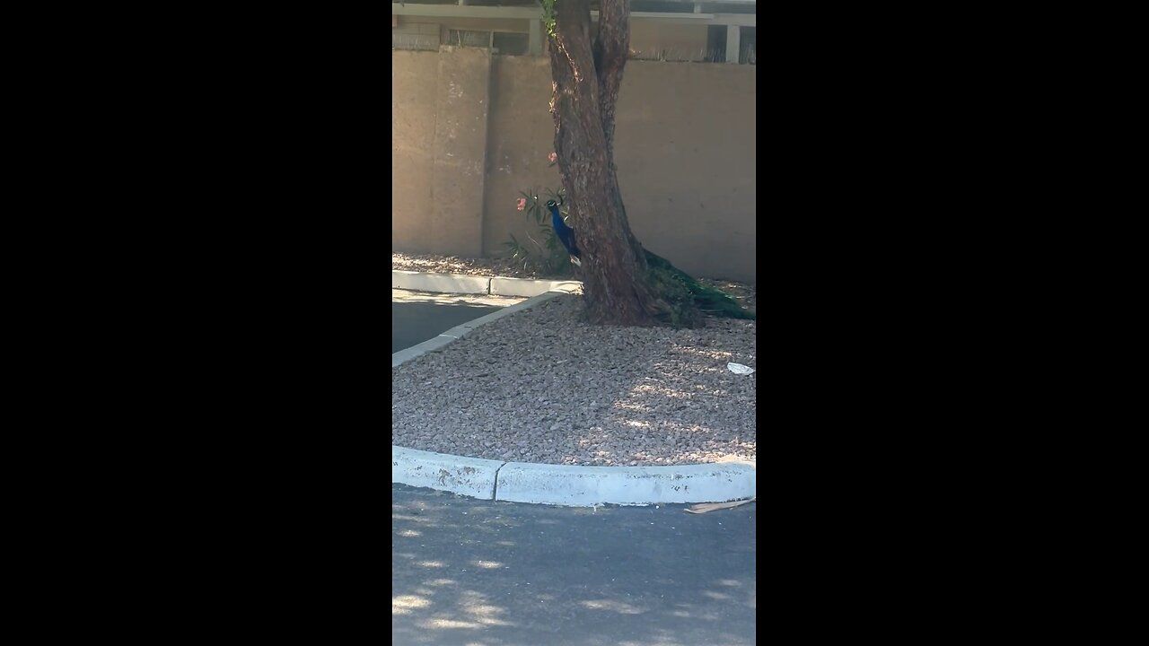 🦚 peacock gone wild running the city streets 🤭