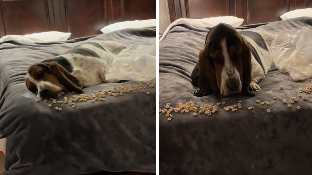 Dog Gets Comfy To Enjoy Stolen Treats