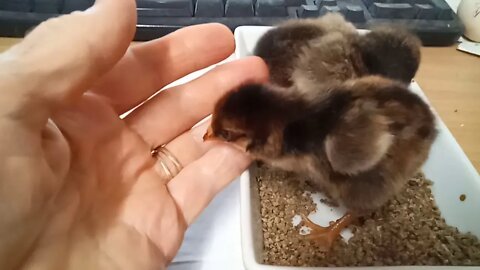 Chicks, Gold Laced Wyandotte crosses ( Video 1 )