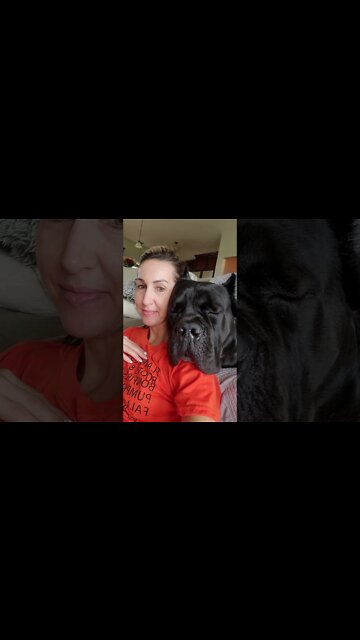 Giant Sleepy Cane Corso 🥰