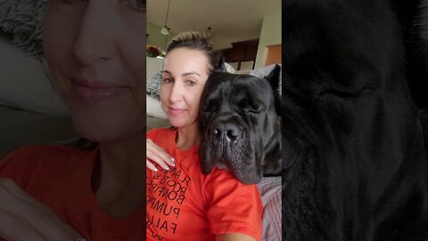 Giant Sleepy Cane Corso 🥰