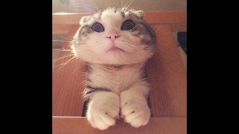 😂 Funny Dogs and Cats Videos 😺