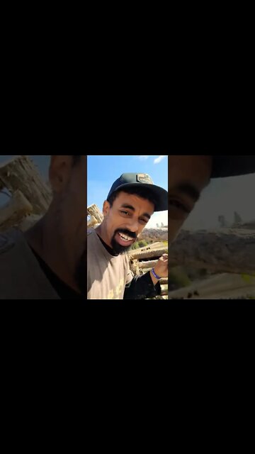 My Encounter with BISON