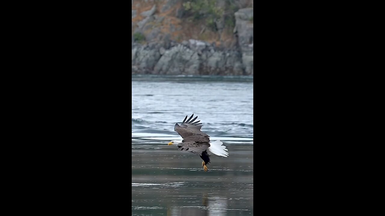 Eagle Hunting in sea