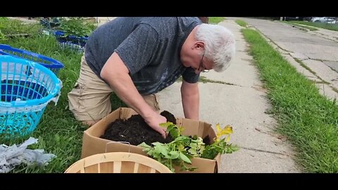 Our 1st potato harvest