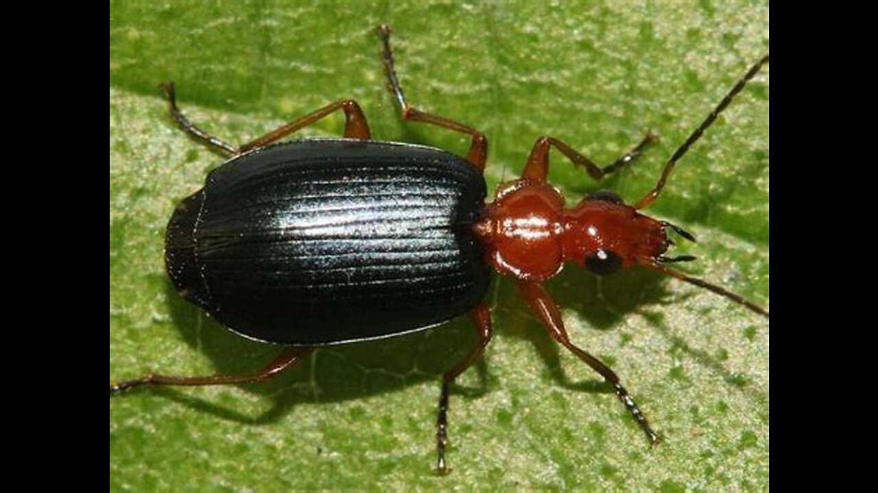 The Bombardier Beetle's Unique Design