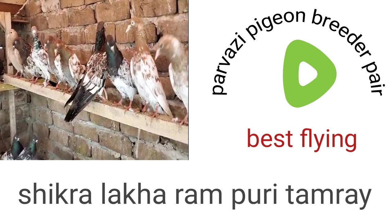 Shikra lakha lal pari pigeon beautiful breeder pair