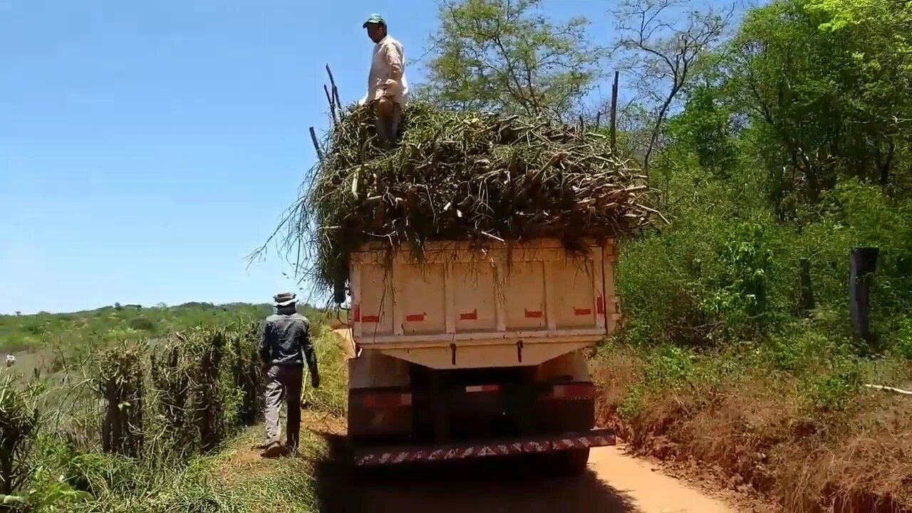 Fazendo a carga com pecado pelado ( Avelós )