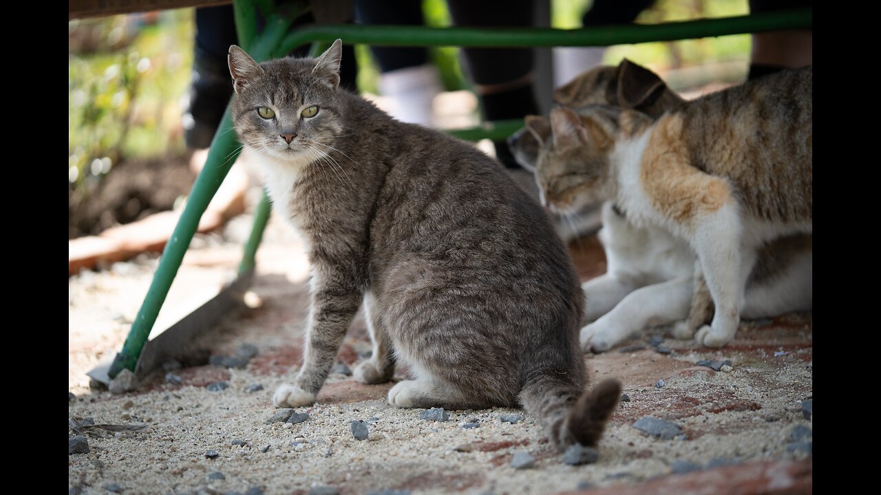 Kitty Comedy Club: A Laugh-Out-Loud Cat Video Showcase