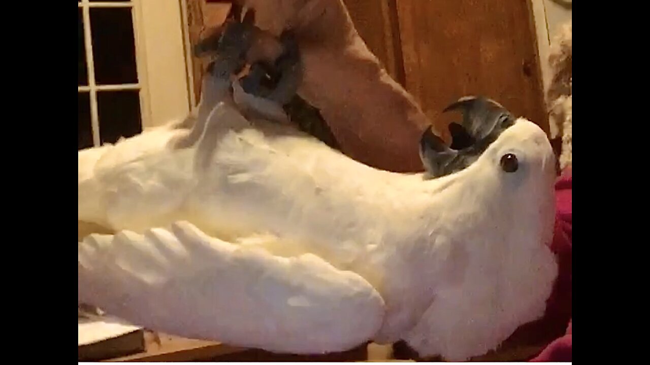 Cockatoo hangs upside down and spins around like the ceiling fan.