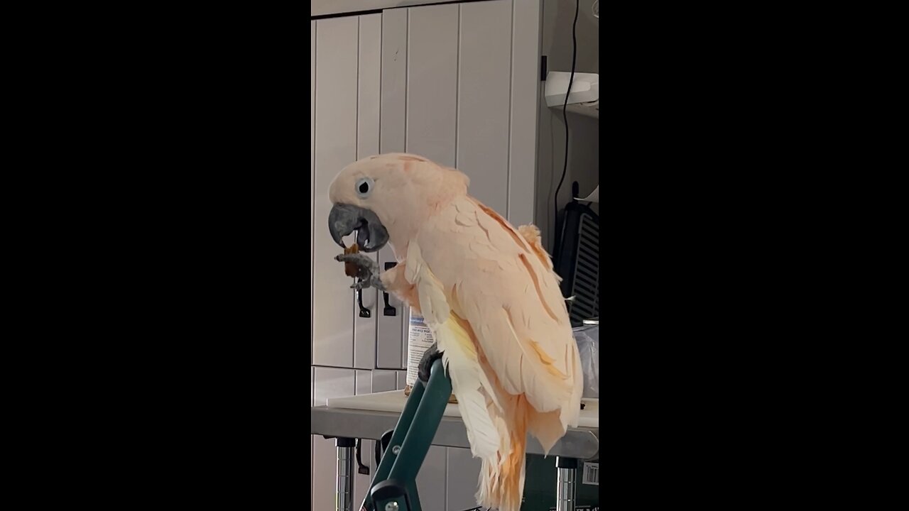 Mander cockatoo munching a homemade birdie cookie!