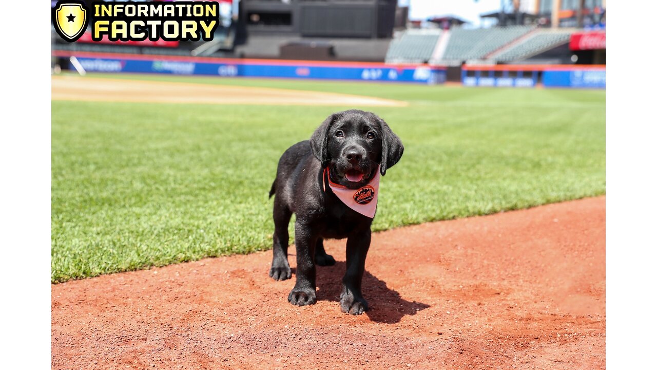 Meet the new york mets service pup, Seever | Information Factory