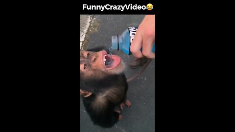 Mr FunnyCrazyVideo😂 Just Incredible Video Funny and Crazy #Like Follow for Follow 🥰