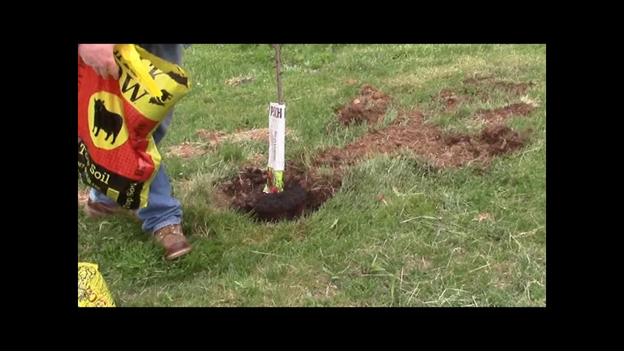 Planting some Peach Trees