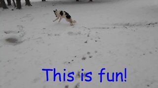 Skipper and Cody's First Snow