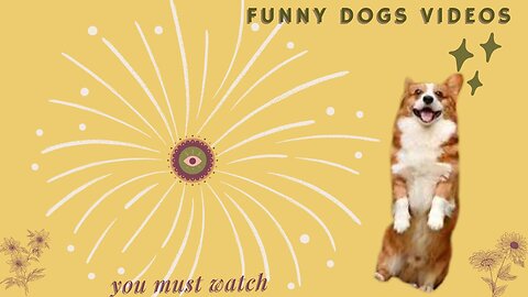 Animals Crazy Moments | Episode 044