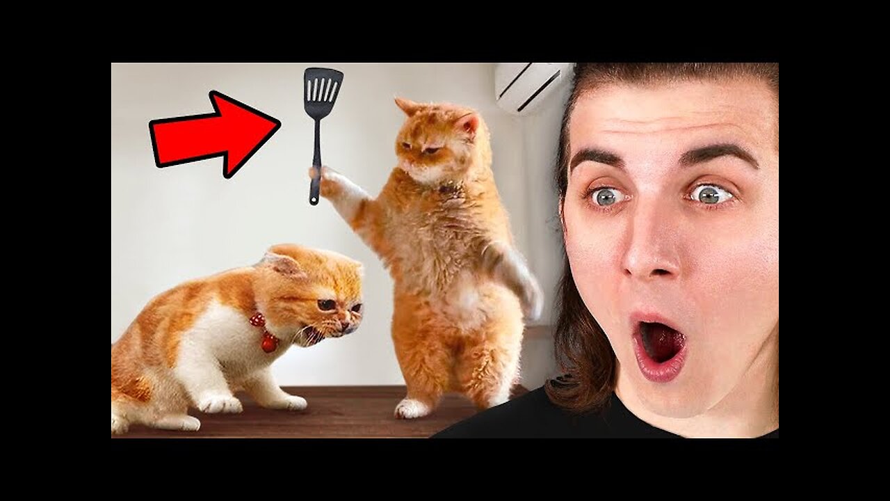 Funniest Animals On The Internet