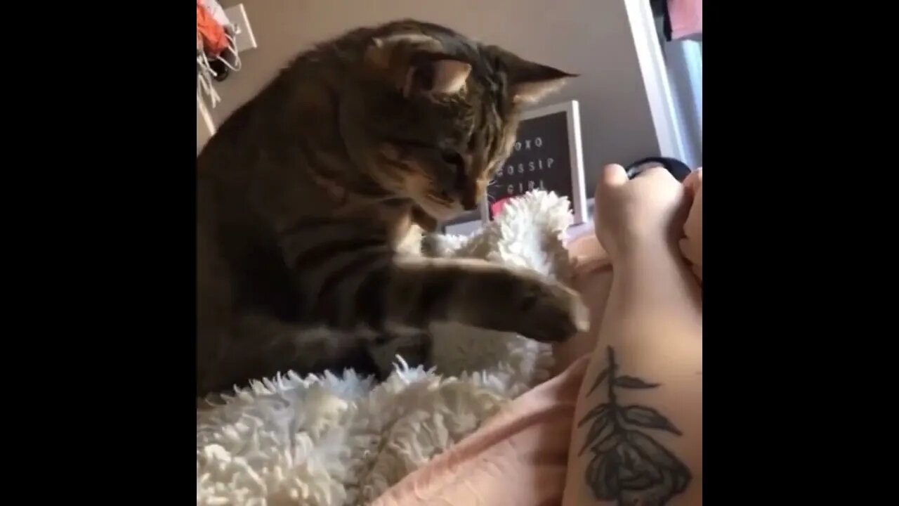 Cat discovered her tattoo.. 😅 #shorts #cat