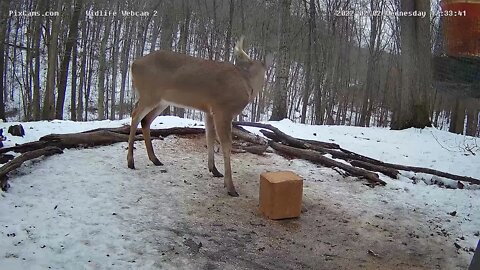 Pixcams.com Wildlife Cam 2