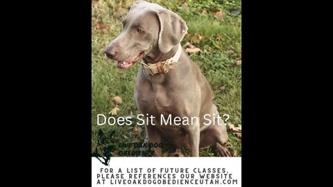 How well is your dog trained?